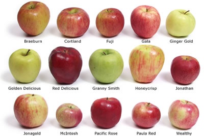 Apple reference guide. What kind is best for what.ApplePins.com